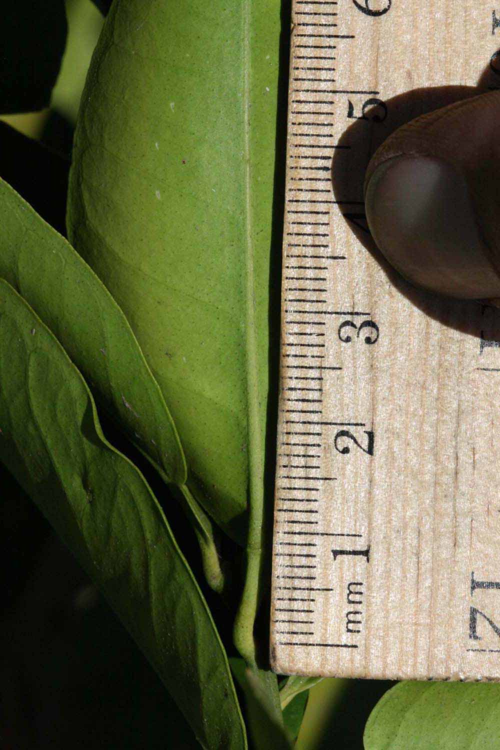              Unifoliolate leaf (Riverside, CA)       